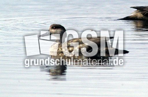 Patagonische Schopfente (5 von 5).jpg